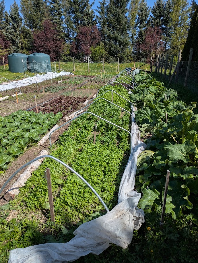 a picture of our garden