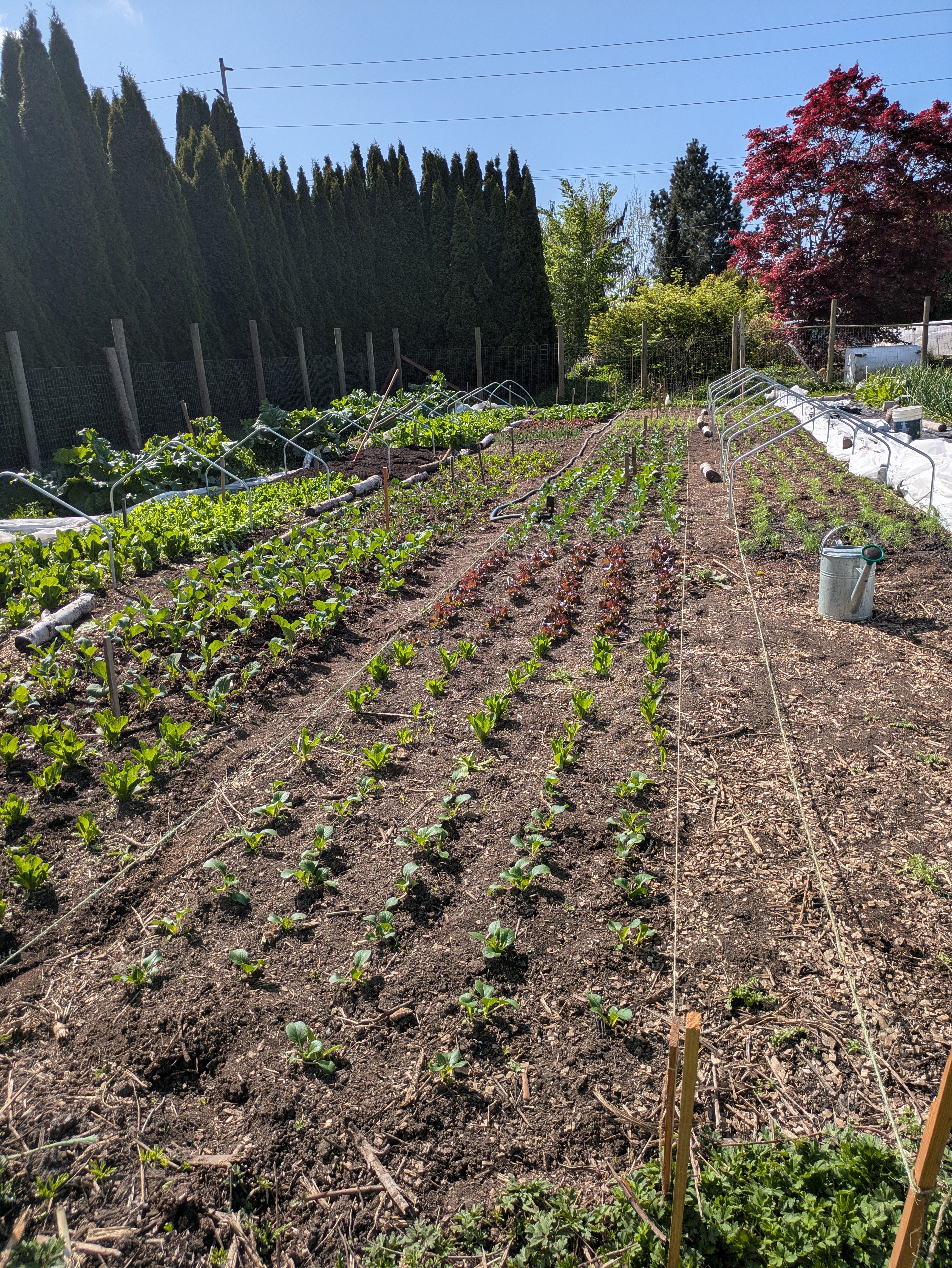 another picture of our garden